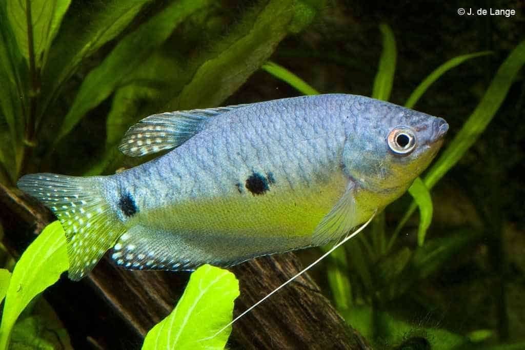5x blauwe spat goerami 15 cm gaan samen weg scholevisse, Vis, Zoetwatervis, Schoolvis
