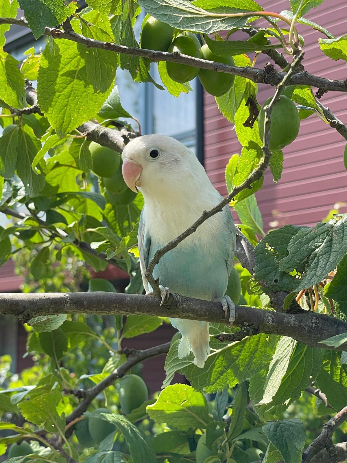 Prachtige Lieve en Jonge Agapornis Dwergpapegaai Lovebird, Meerdere dieren, Dwergpapegaai of Agapornis, Geringd