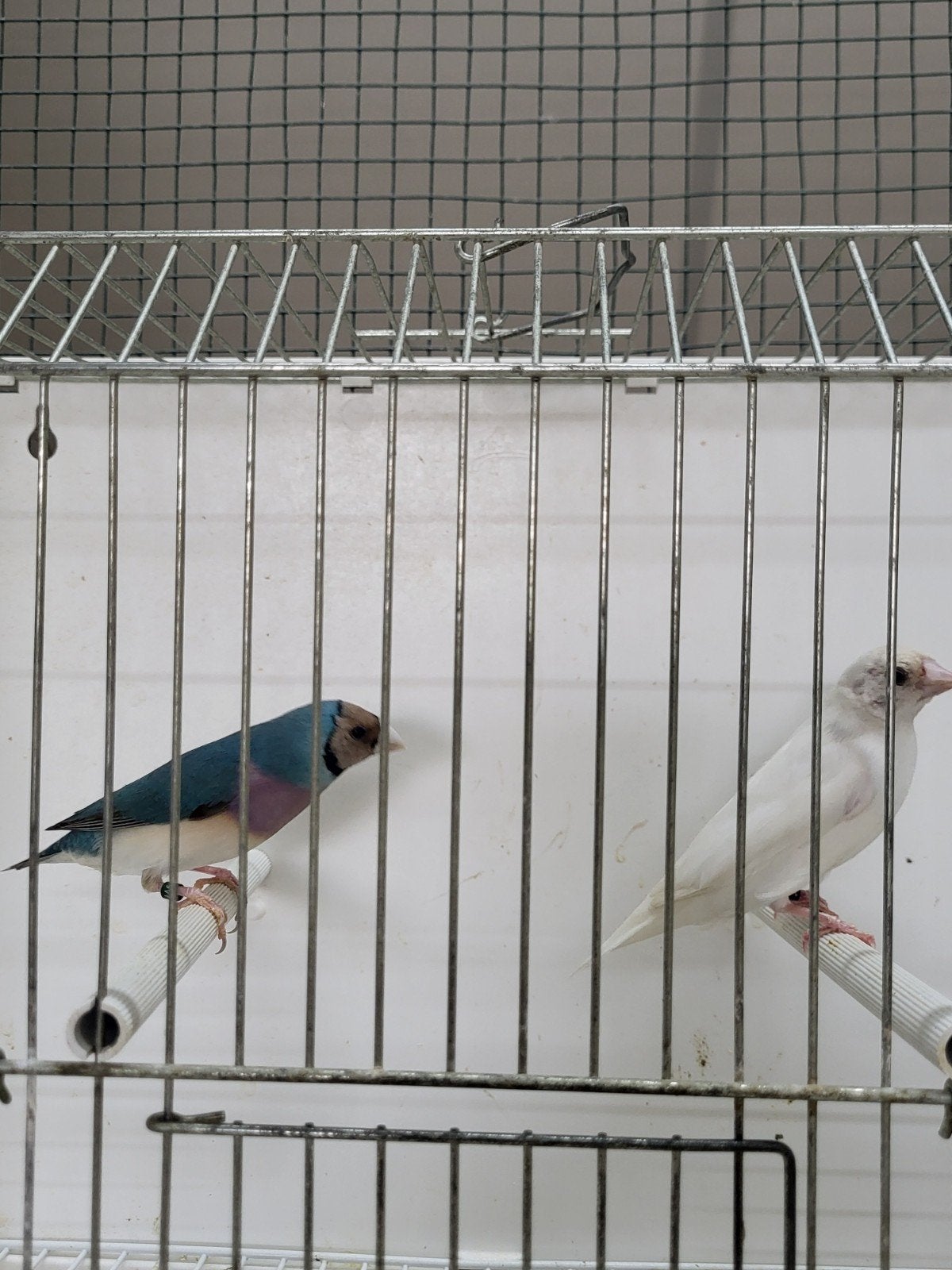 Koppel gouldamadines blauw x zilver, Dieren en Toebehoren, Meerdere dieren, Geringd