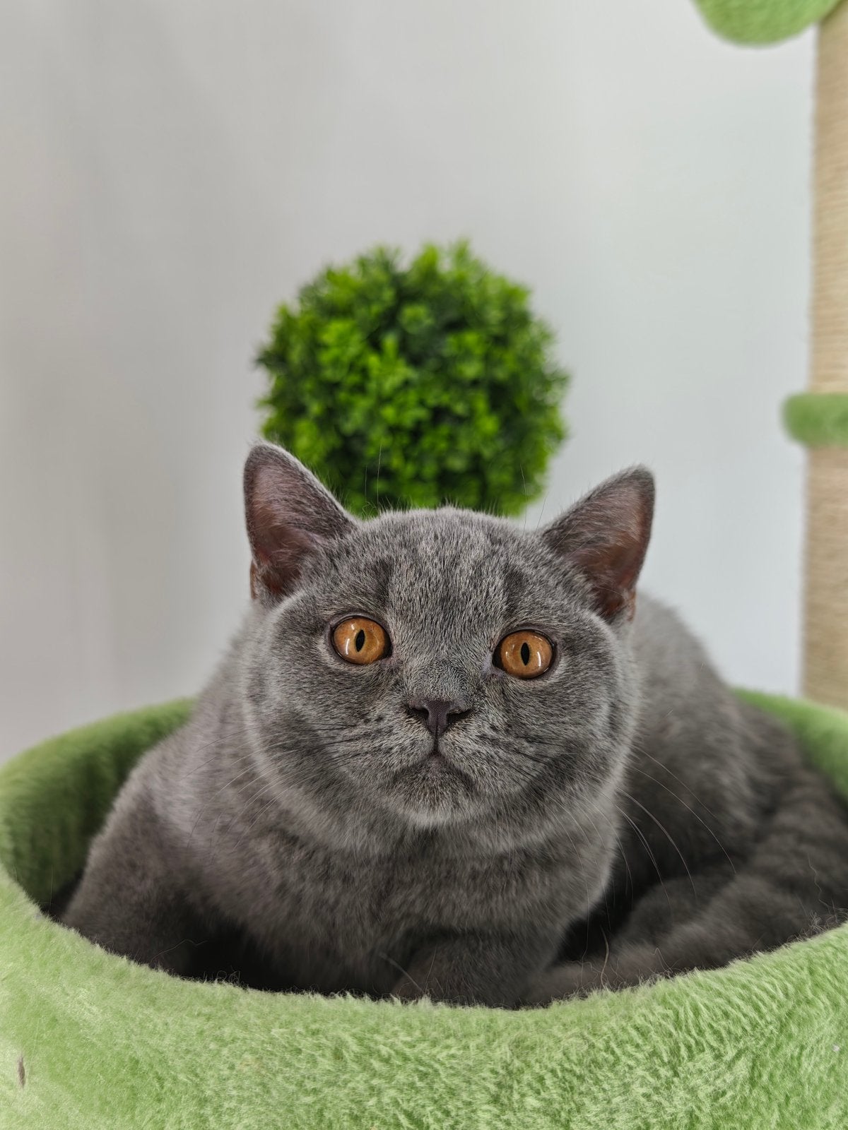 Britse Brits korthaar kitten, Meerdere dieren, Gechipt, 0 tot 2 jaar