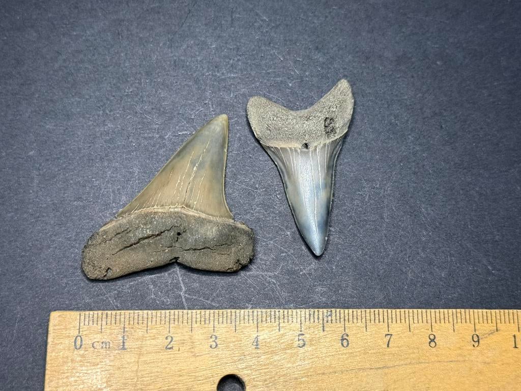 2x hastalis haaientand Mill/Langenboom, Verzamelen, Mineralen en Fossielen, Ophalen of Verzenden, Fossiel