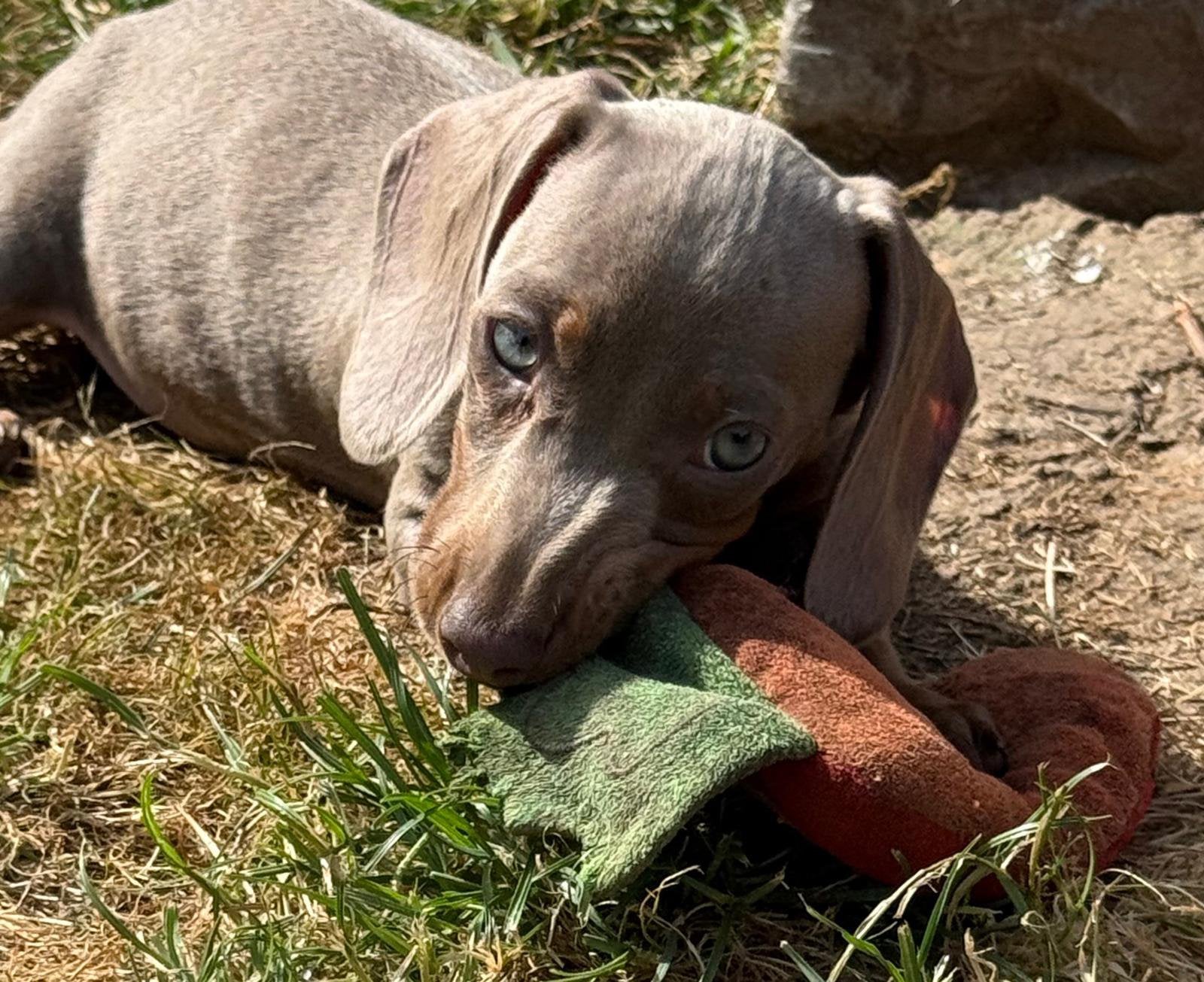 Prachtig nestje kortharige dwergteckel pups, Parvo, België, 8 tot 15 weken, Korthaar