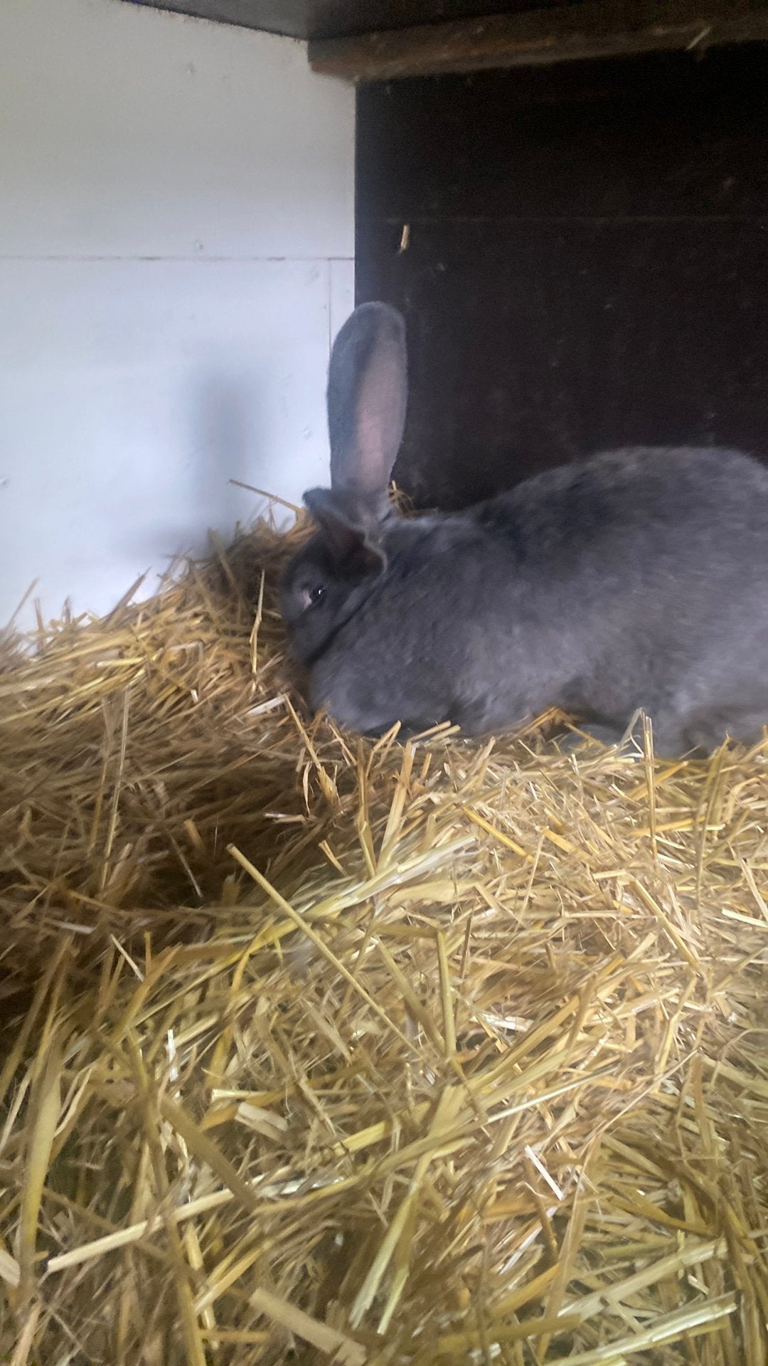 Mooie raszuivere blauwe vlaamse reus, Dieren en Toebehoren, Konijnen, Vrouwelijk, Groot, 0 tot 2 jaar
