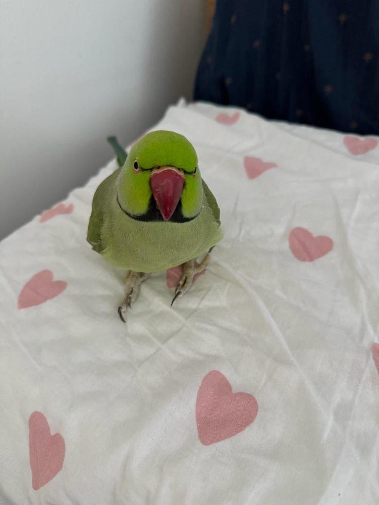 Looking for a new loving home for Indian Ringneck parakeet, Mannelijk, Papegaai, Pratend
