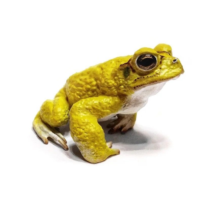 Gele of gouden pad  baby,s, Dieren en Toebehoren, Amfibie, 0 tot 2 jaar