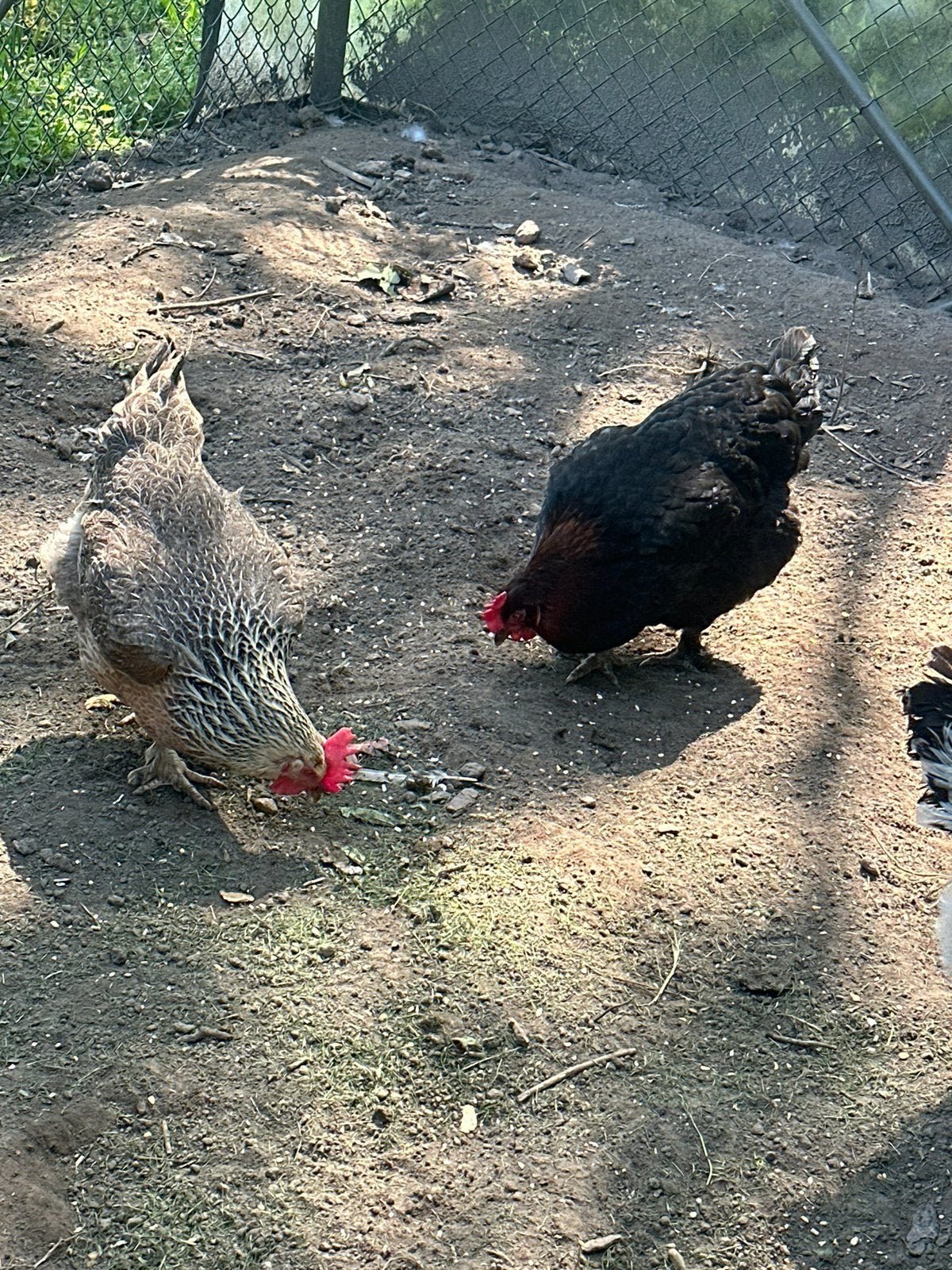 Marans leg hennen kippen, Dieren en Toebehoren, Pluimvee, Vrouwelijk, Kip