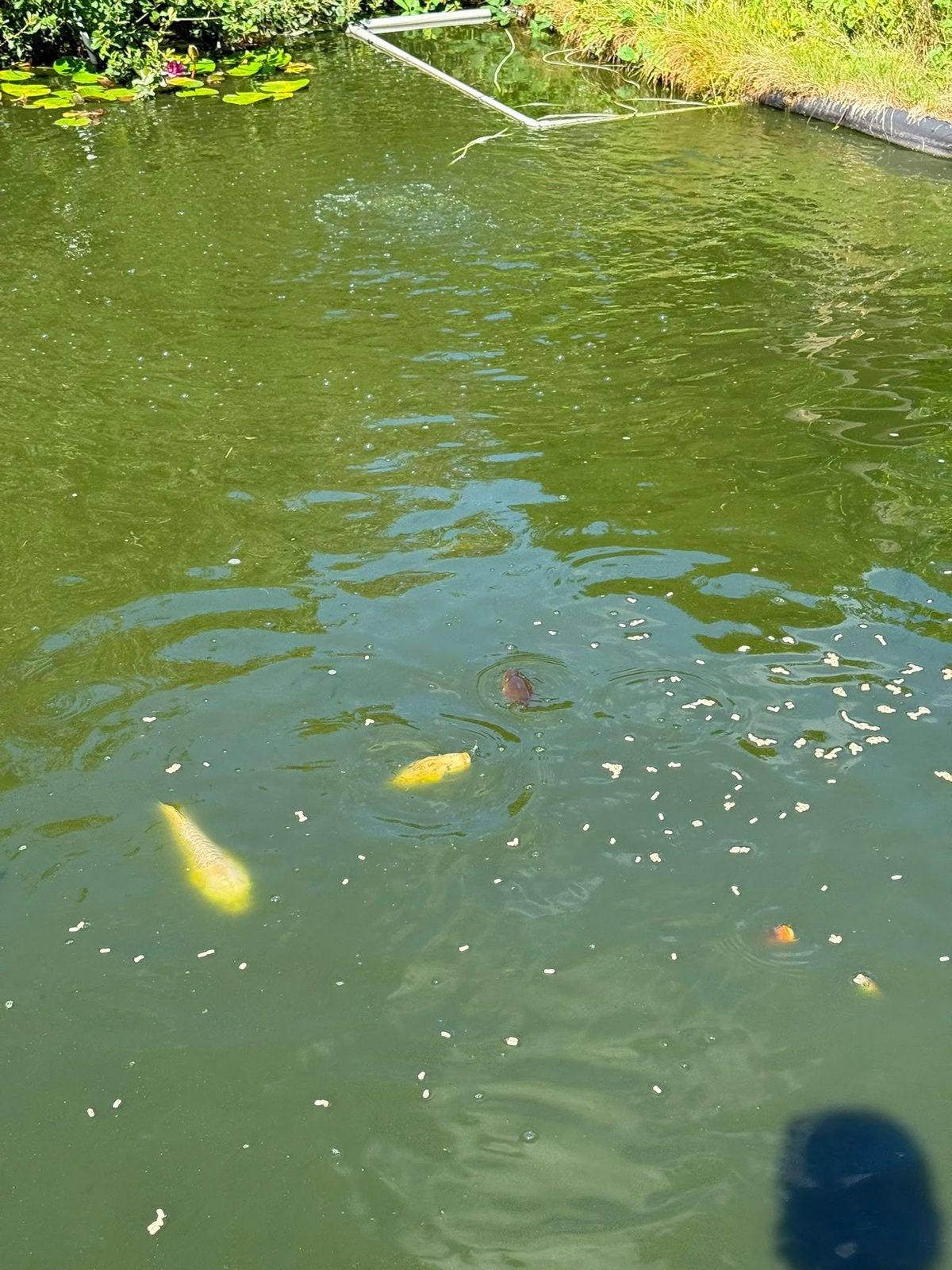 Karpers, Karper of Koi