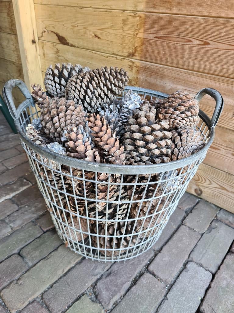 Verzinkte aardappel draadmand met grote dennenappels, Ophalen