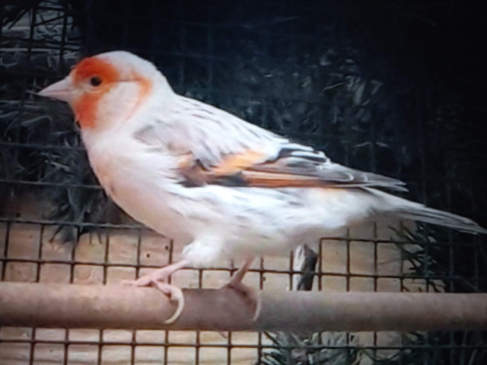 gevraagt bastaarden, Dieren en Toebehoren, Mannelijk