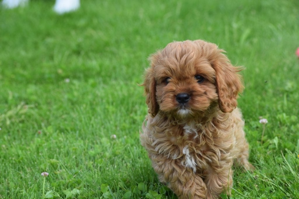 Cavapoo pups nieuw nestje, Dieren en Toebehoren, Honden | Niet-rashonden, 15 weken tot 1 jaar, Buitenland, Parvo, Meerdere