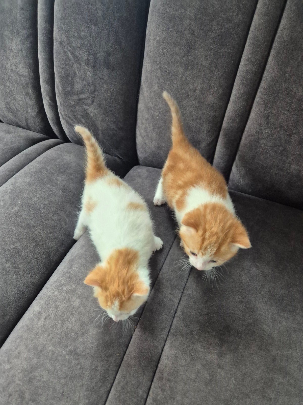 lieve kittens te koop️❣️, Dieren en Toebehoren, Poes