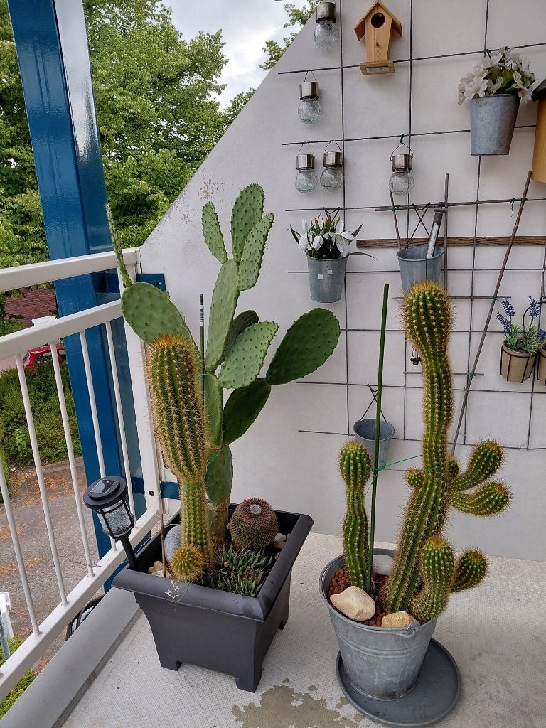 Grote Mooie Cactussen, Ophalen, Cactus, Volle zon, Minder dan 100 cm