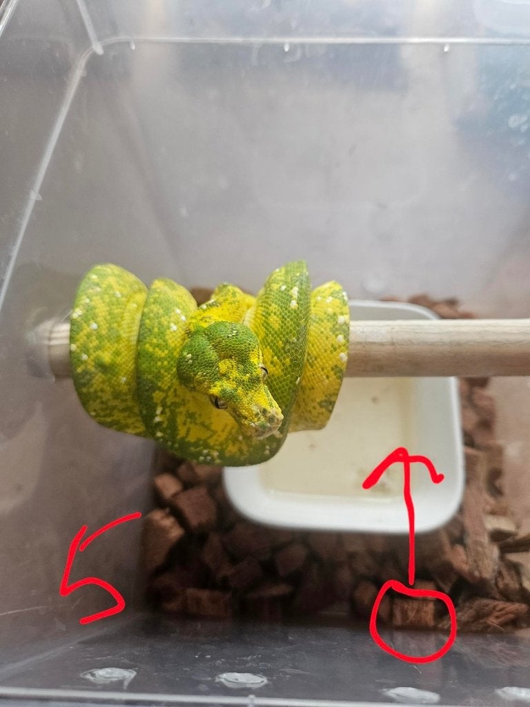 Morelia viridis azurea biak 2024 Green Tree Python - unknown for sale from reptile900