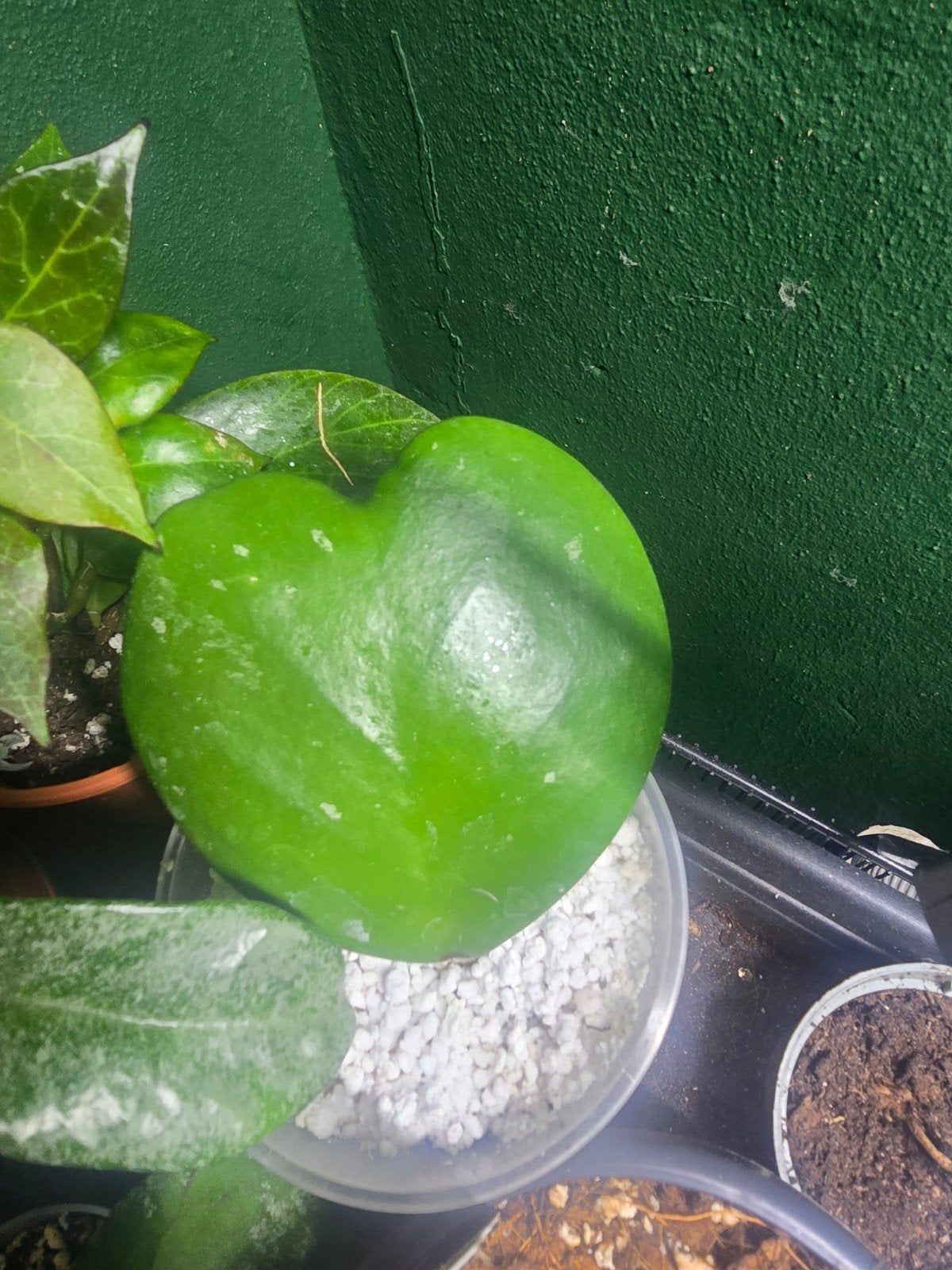 Hoya Kerrii stek kamerplant, Huis en Inrichting, Ophalen of Verzenden, Halfschaduw, Minder dan 100 cm