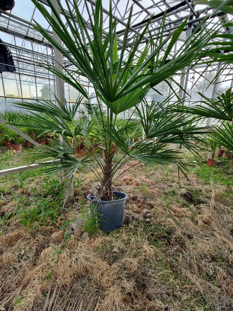 Winterharde palmboom Trachycarpus fortunei te koop, Bloeit niet, 100 tot 250 cm, Palmboom, Ophalen