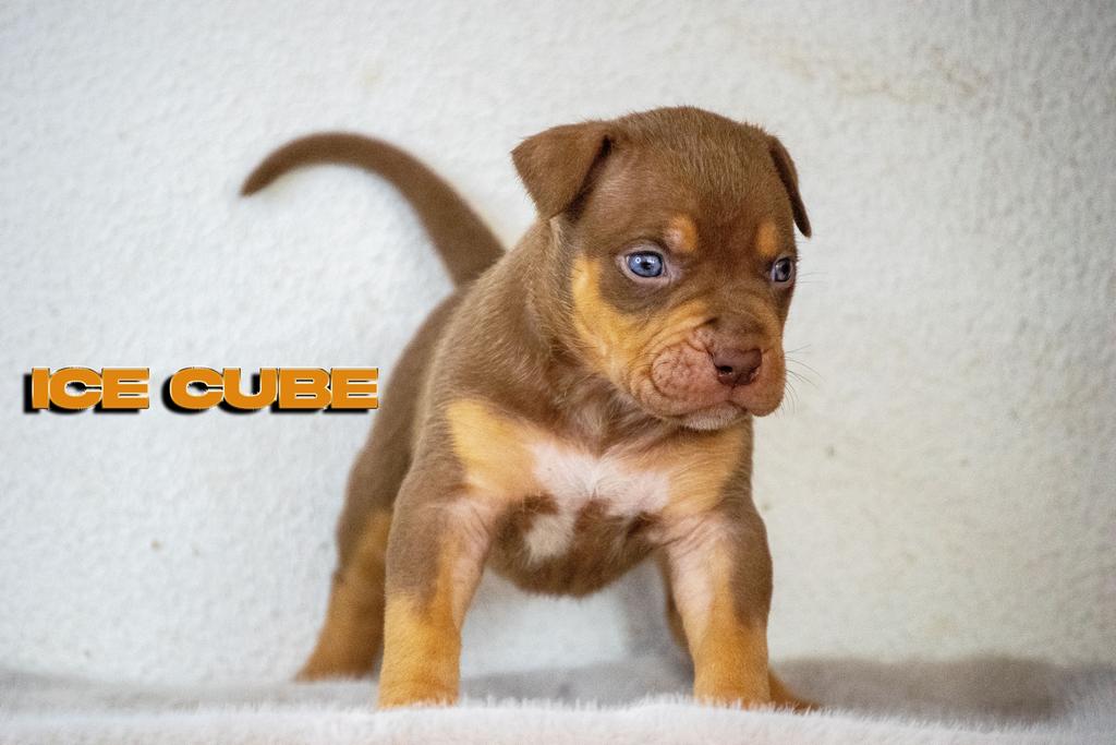 American Bully XL pups, Dieren en Toebehoren, Honden | Bulldogs, Pinschers en Molossers, Overige rassen, 8 tot 15 weken, Parvo