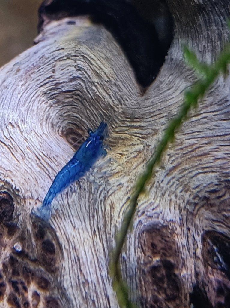 Neocaridina Blue Dream Garnalen Kraanwater - Ook verzenden, Dieren en Toebehoren, Kreeft, Krab of Garnaal, Zoetwatervis, Schoolvis