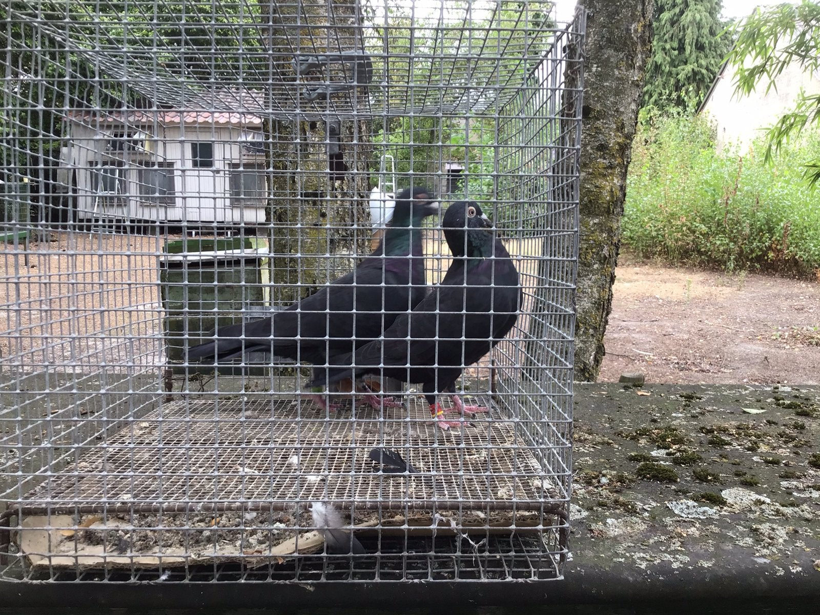 Postduiven, Dieren en Toebehoren, Vogels | Duiven