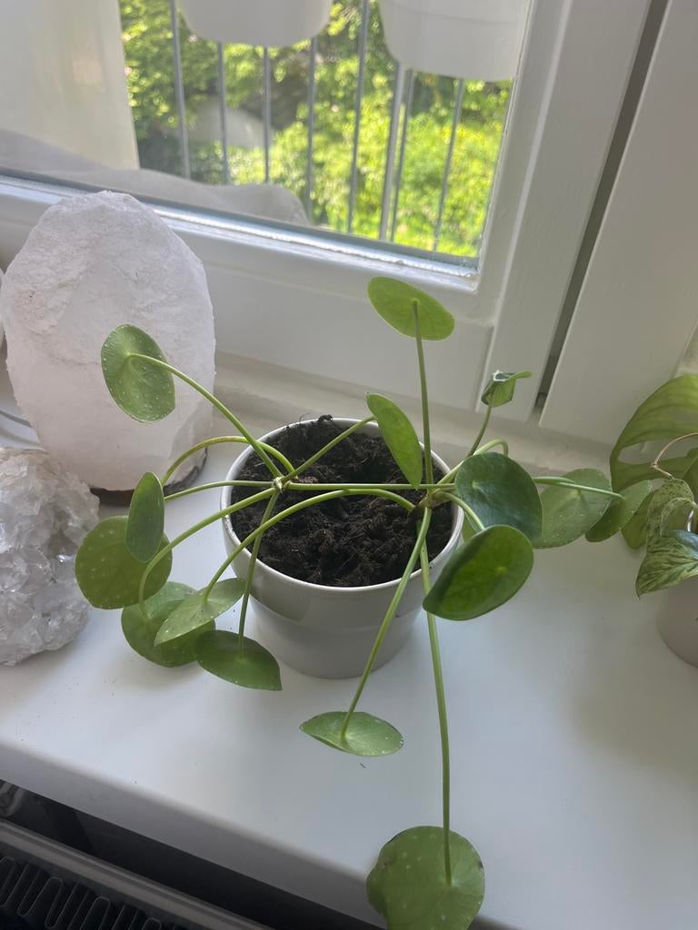 Twee pannenkoekplant stekjes (Pilea Peperomioides), Overige soorten, Vaste plant, Ophalen of Verzenden, Bloeit niet