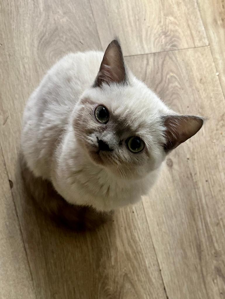 Half perzische poes chocolate tortie en katers blue mink, Poes