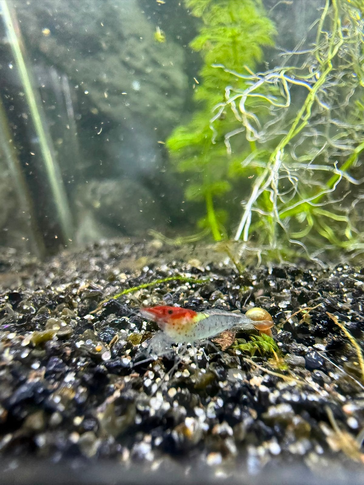 Neocaridina Mix, Kreeft, Krab of Garnaal