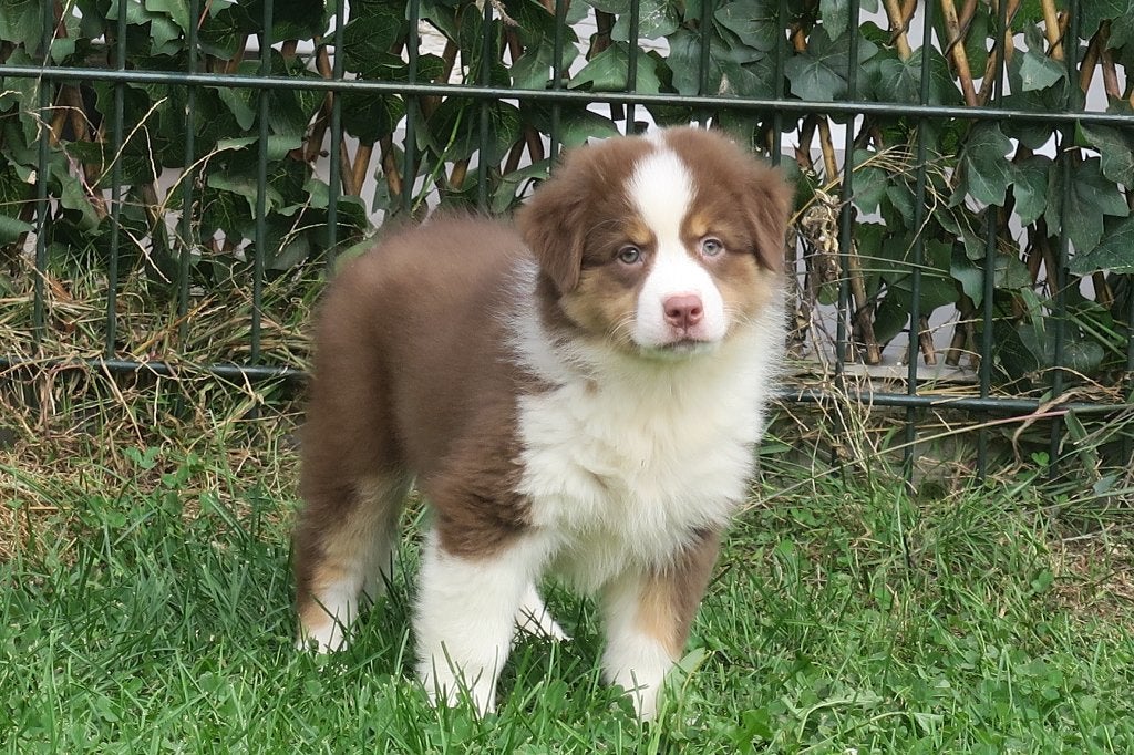 Foto 4 van Leuke Australian Shepherd pups