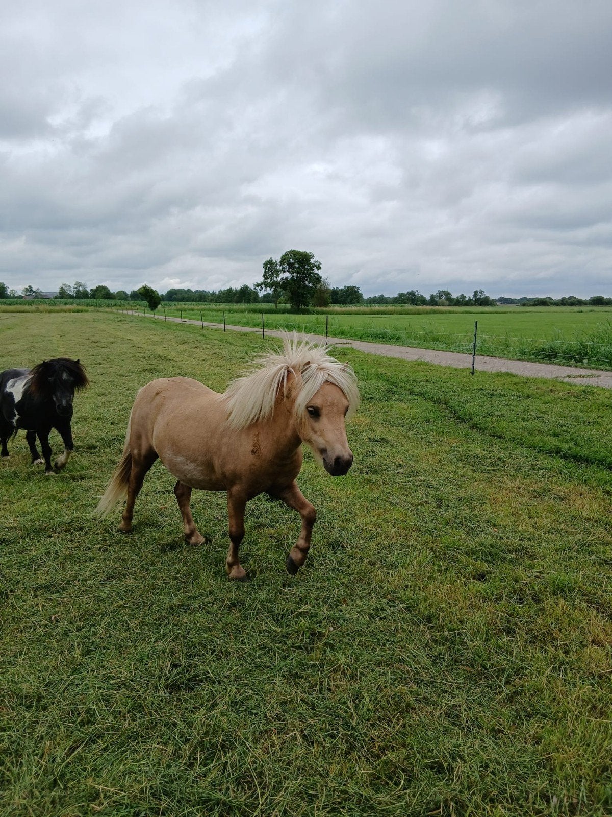 Palomino en zwartbonte pony hengsten, Dieren en Toebehoren, Hengst