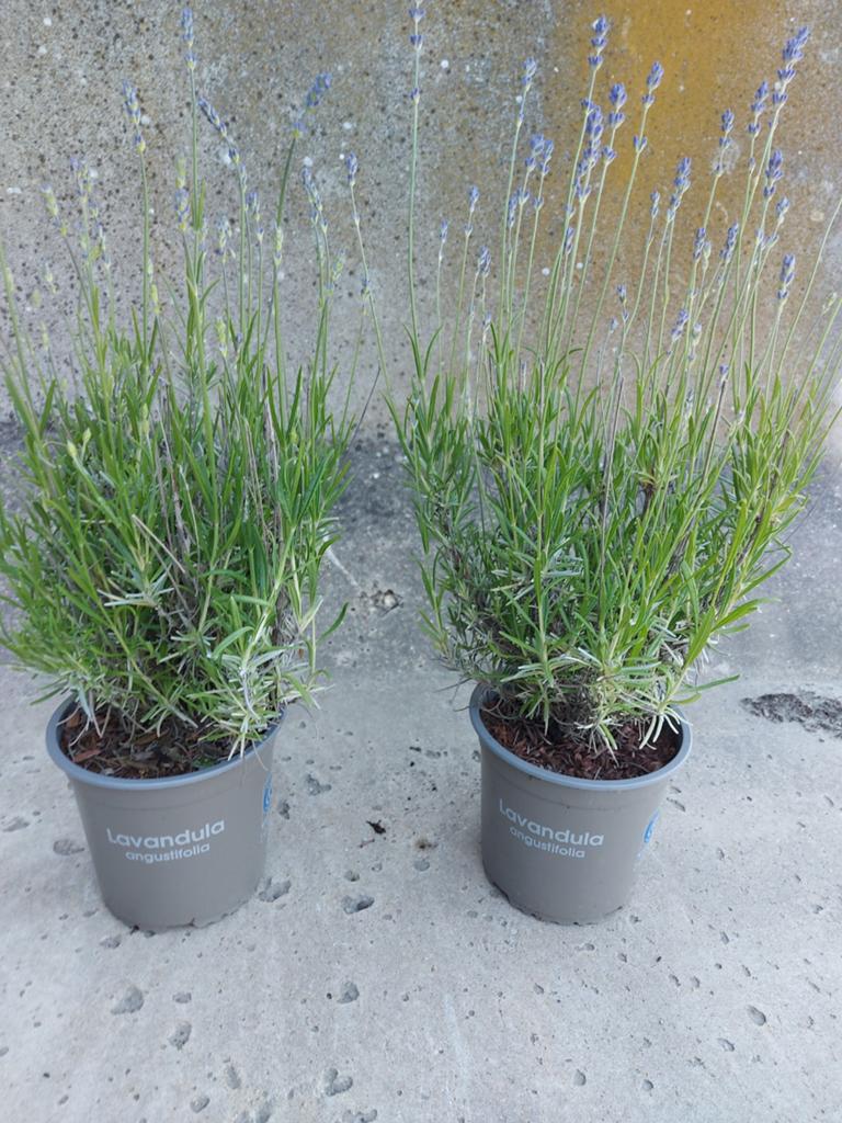 Lavendel 3 stuks beschikbaar, Ophalen, Overige soorten, Volle zon