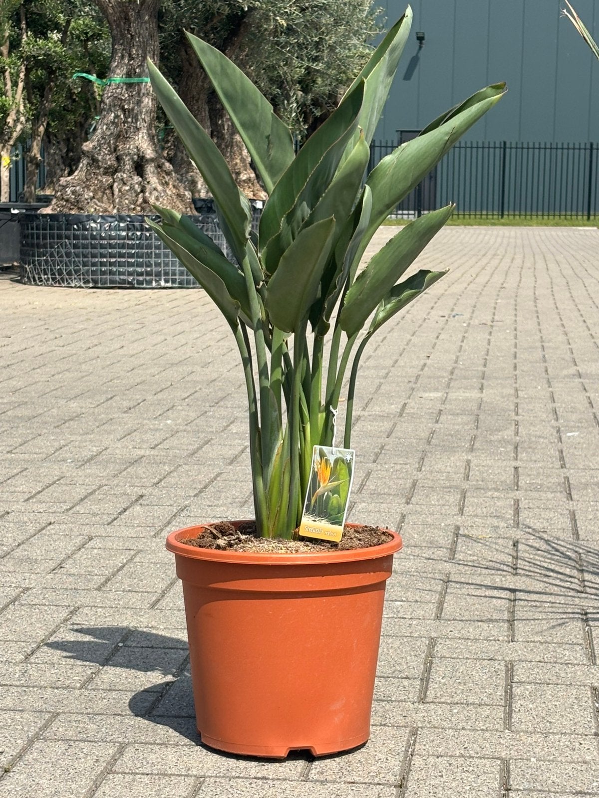 Strelitzia reginae, Huis en Inrichting, Ophalen, Overige soorten, Halfschaduw, In pot