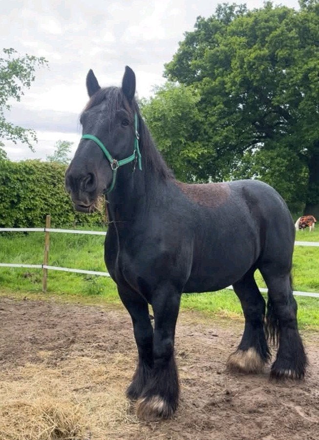 Super lieve trekpaard., Dieren en Toebehoren, Ruin, 165 tot 170 cm, Recreatiepaard, 7 tot 10 jaar