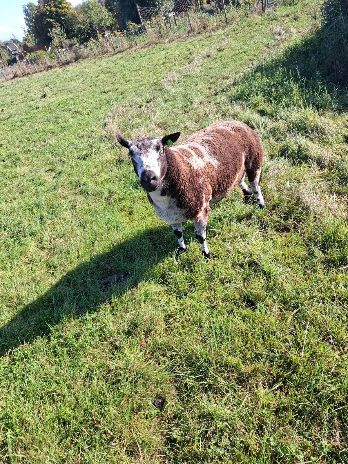 bonte dekram, Dieren en Toebehoren, Mannelijk, Schaap, 3 tot 5 jaar
