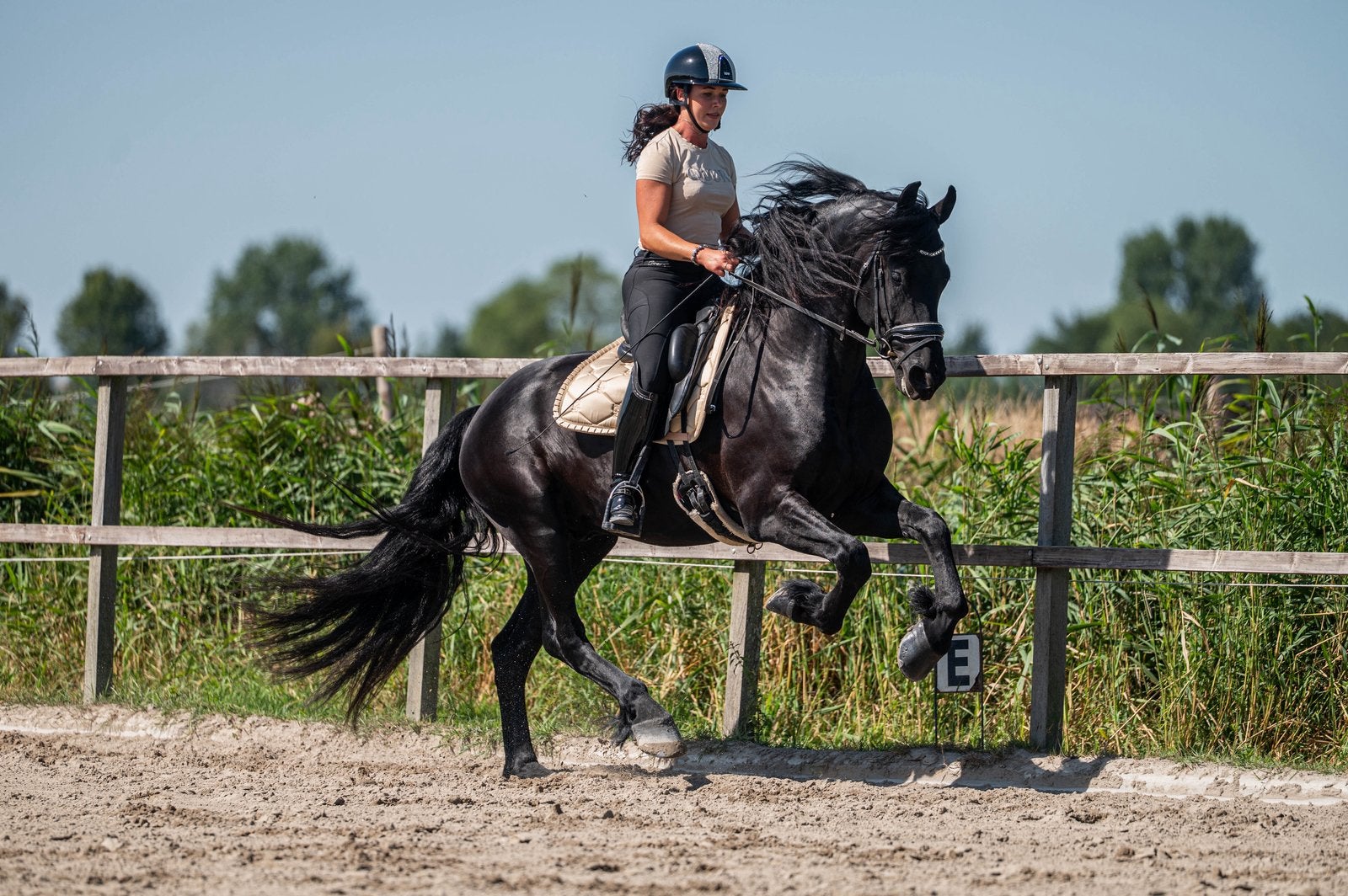 Super lieve 3 jr friese ster hengst!, Dieren en Toebehoren, Met stamboom, Dressuurpaard, Hengst, 3 tot 6 jaar