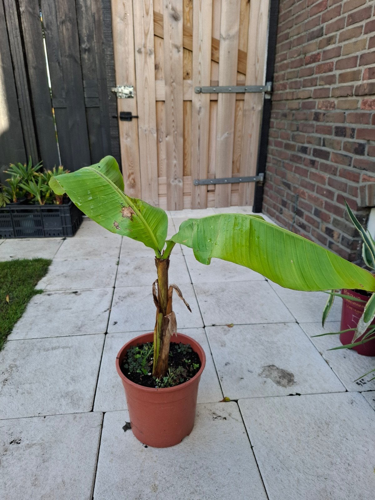 Musa Basjoo te koop! Bananenplant!, Ophalen, Volle zon, Overige soorten, Minder dan 100 cm