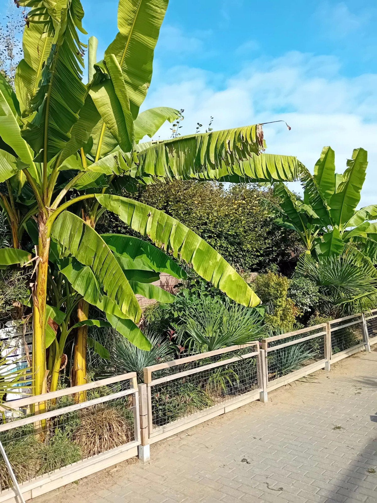 bananen boompjes, Ophalen, Volle zon