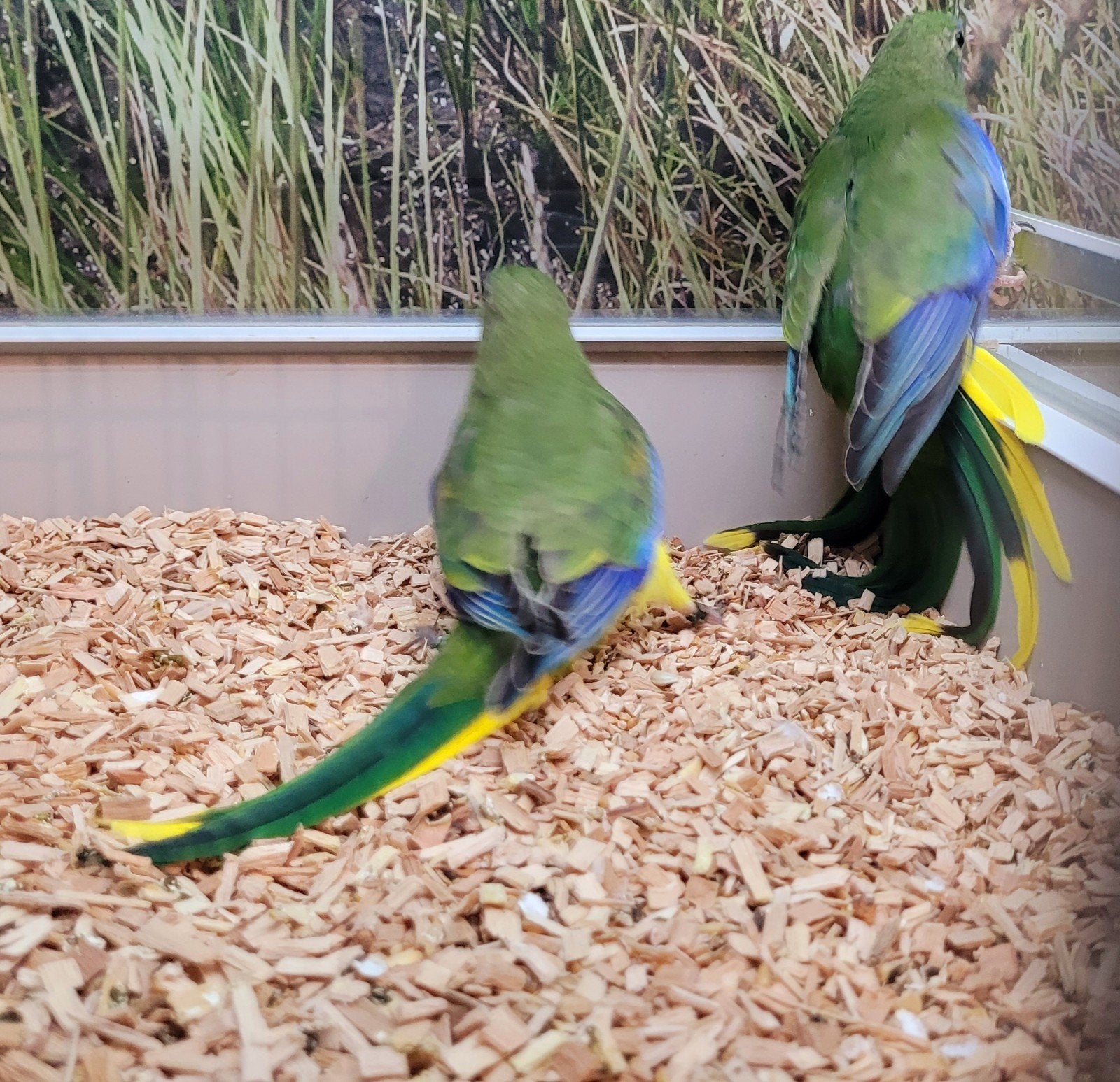 Turquasine poppen.  2 stuks, Dieren en Toebehoren, Vogels | Parkieten en Papegaaien, Vrouwelijk, Parkiet