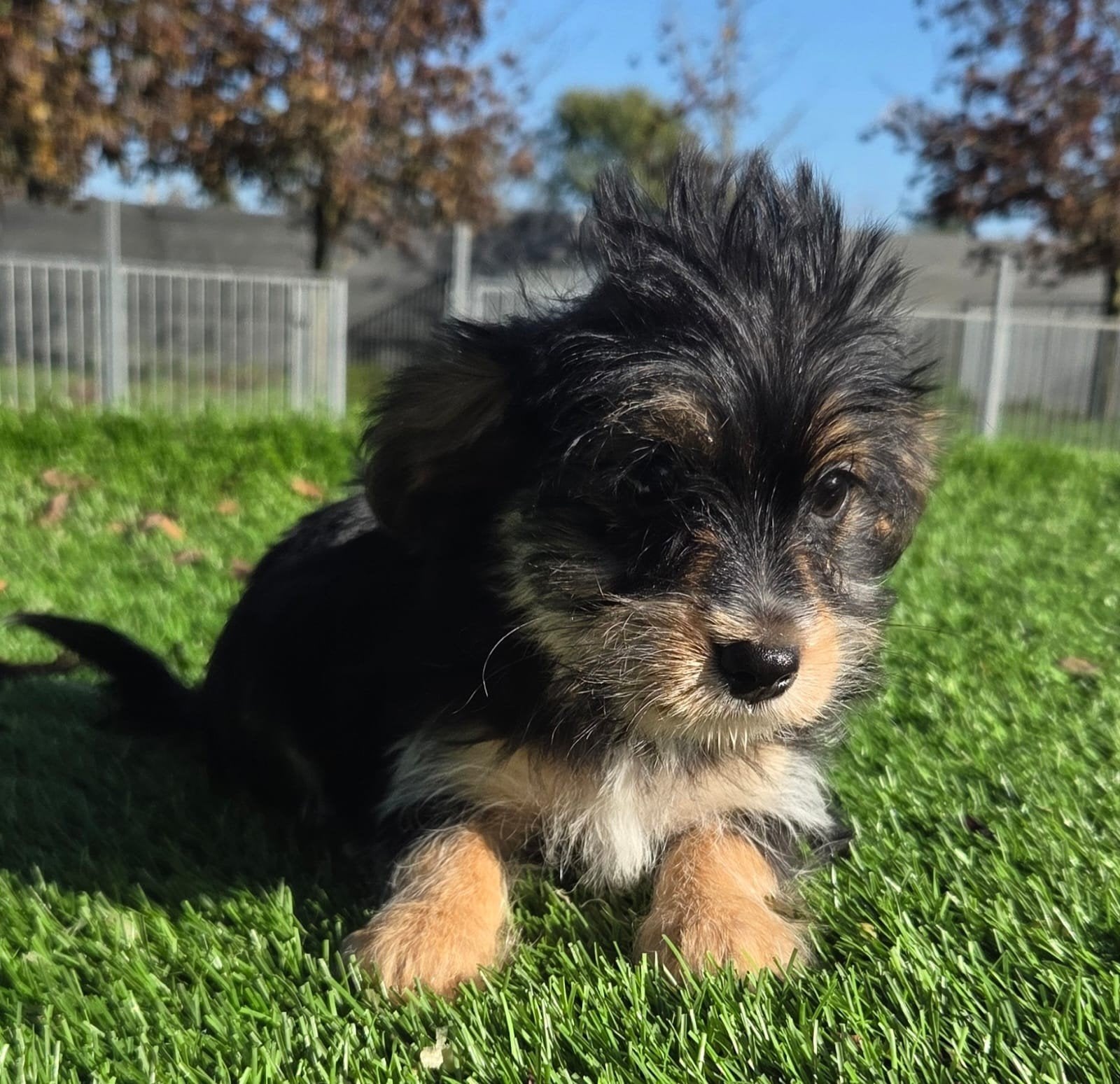 Te koop leuke Yorkshire Terriër pups, Dieren en Toebehoren, Yorkshire Terriër, Nederland, 8 tot 15 weken, Meerdere