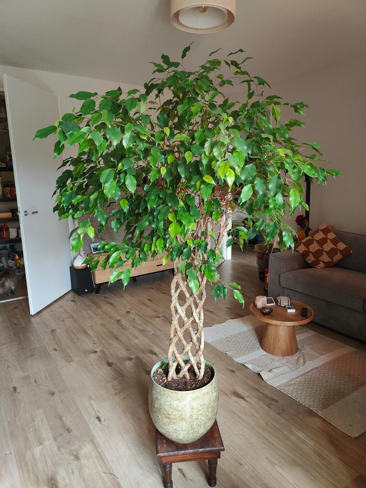 Fiscus gevlochten stam, Ophalen, Halfschaduw, 150 tot 200 cm