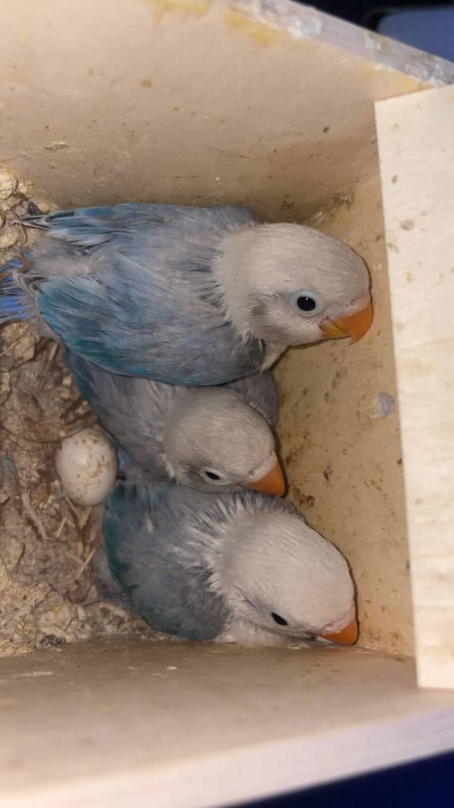 3 Jonge fischeri agapornissen, Dieren en Toebehoren, Meerdere dieren, Dwergpapegaai of Agapornis