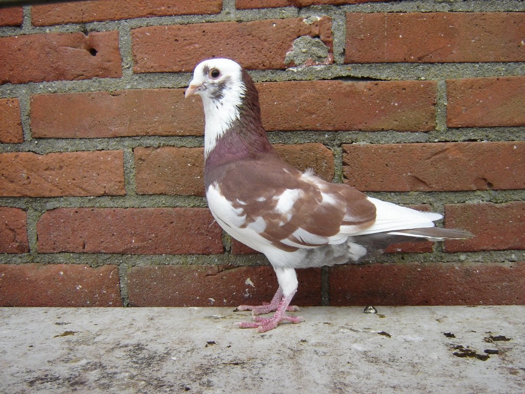 Sierduif *, Mannelijk, Overige soorten