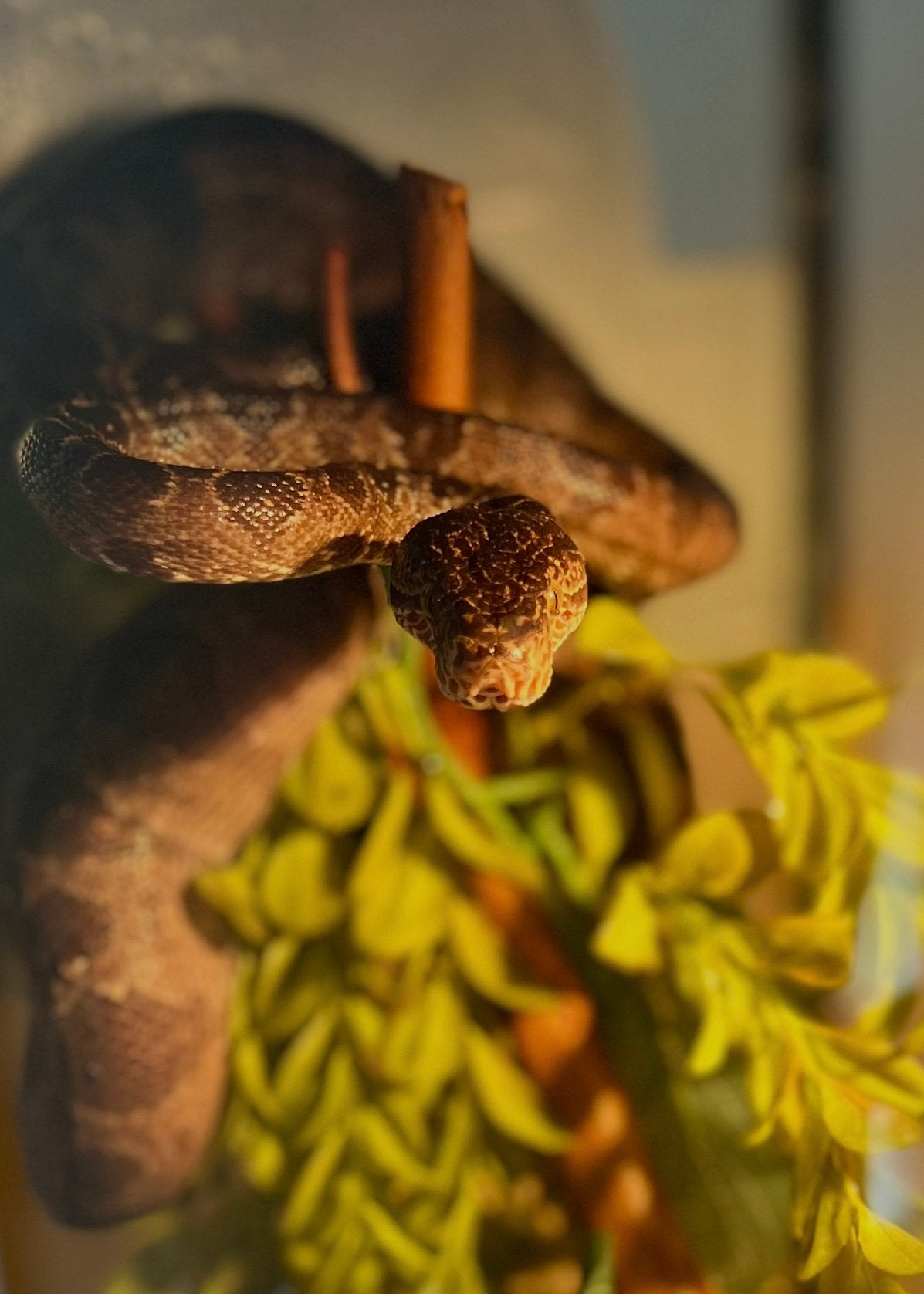 Corallus hortulanus 1.0 (tuinboa), Slang, Tam, 3 tot 6 jaar