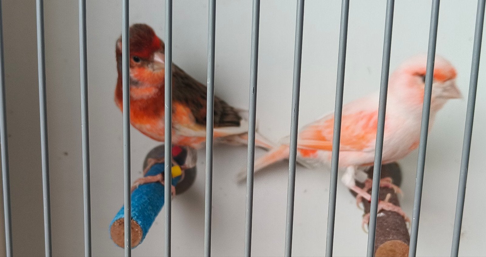 Mooie koppel Harlekijn kanarie 2024/2025,€45,, Dieren en Toebehoren, Vogels | Kanaries, Meerdere dieren, Kleurkanarie