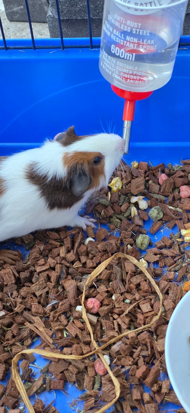 Cavia baby, Ophalen of Verzenden, Kooi, Cavia, Minder dan 60 cm