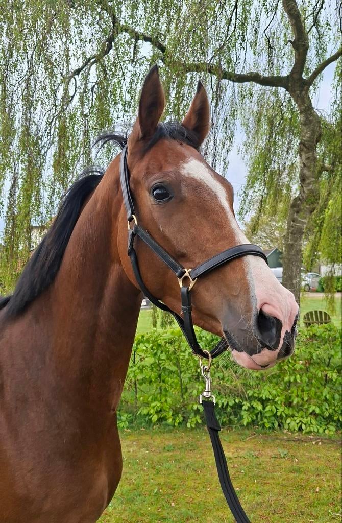 Lieve dressuurmerrie aangeboden, Merrie