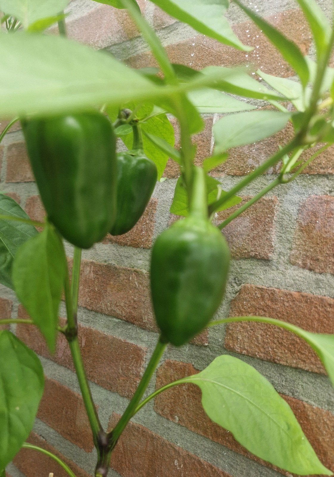 Snackpaprika Planten, Ophalen, Eenjarig, Groenteplanten, Volle zon