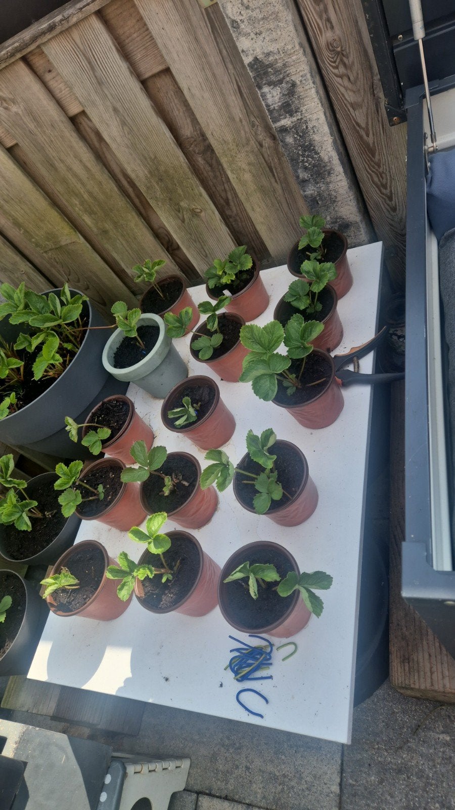 Aardbeien stekjes Daroyal - Fruitplanten, Ophalen, Volle zon