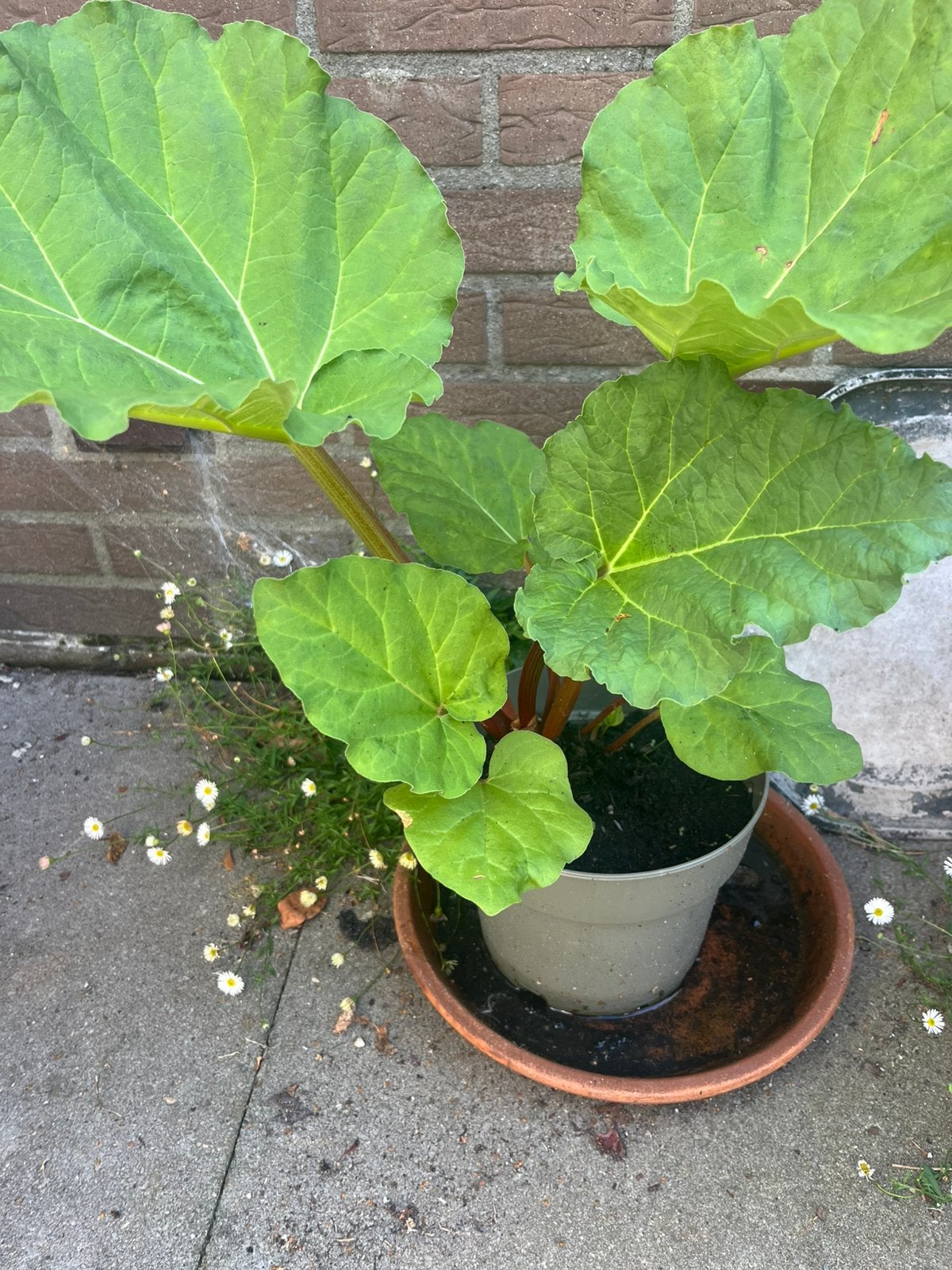 Rabarberplant met uitlopers, Ophalen, Overige soorten, Volle zon