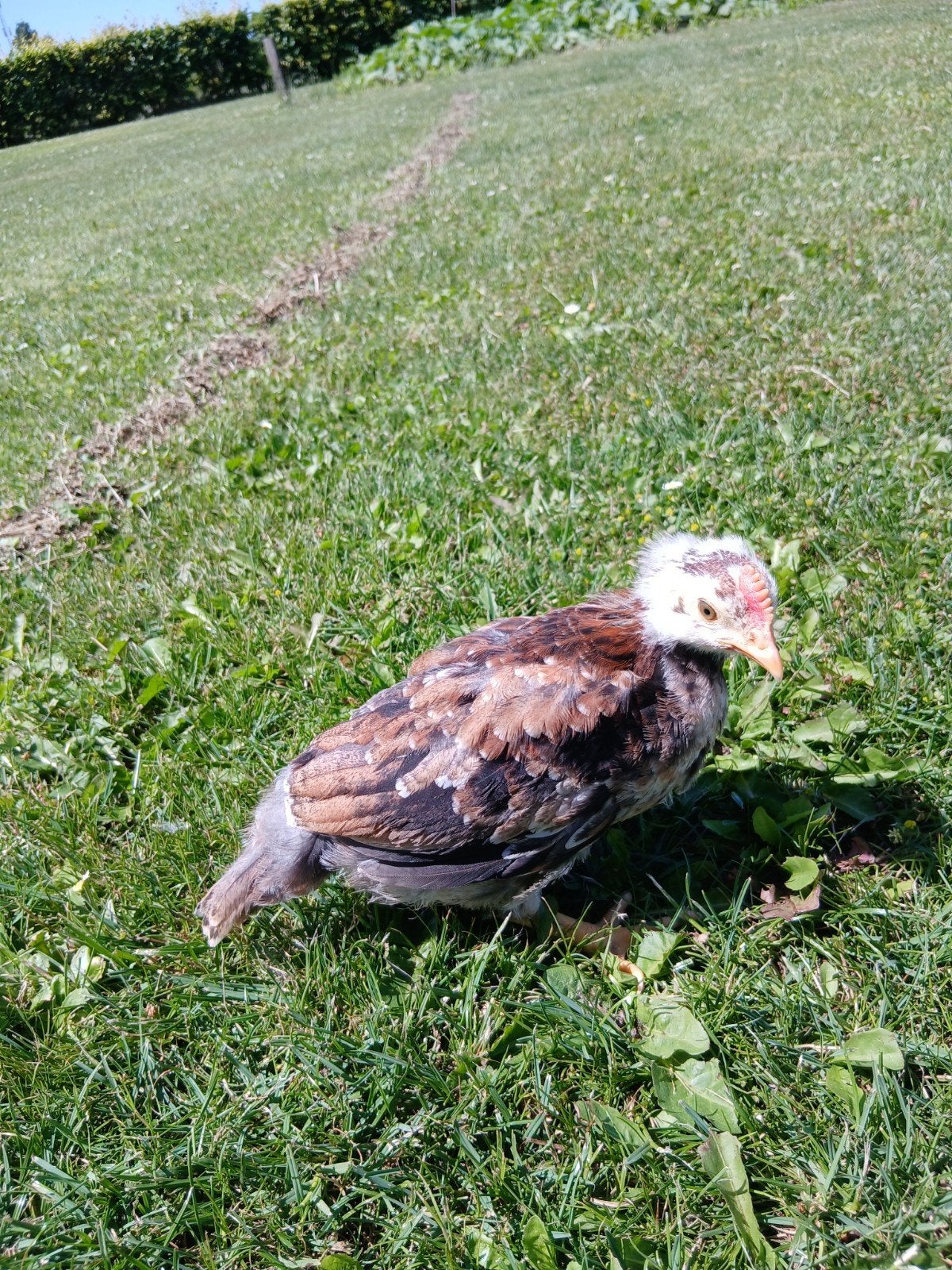 Jong haantje, Dieren en Toebehoren, Pluimvee, Mannelijk, Kip