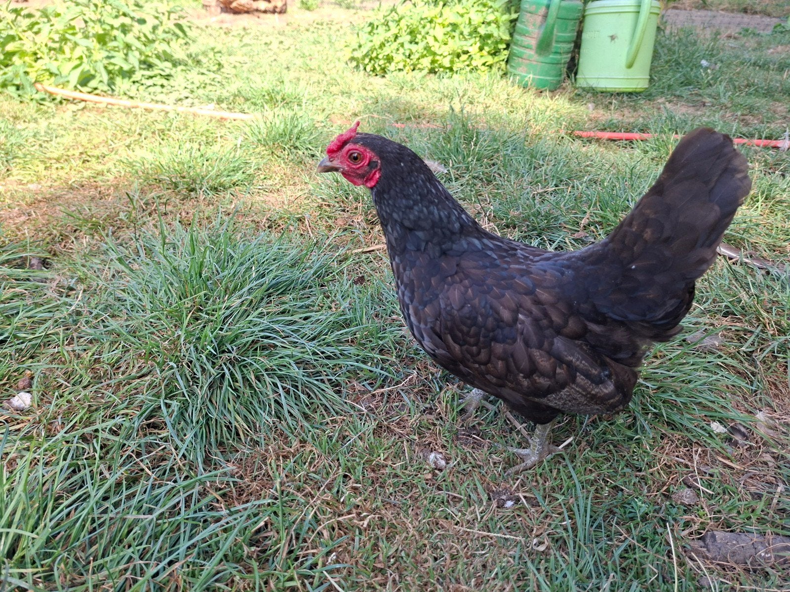 goed verzorgde klijne kriel hen, Dieren en Toebehoren, Pluimvee, Vrouwelijk, Kip