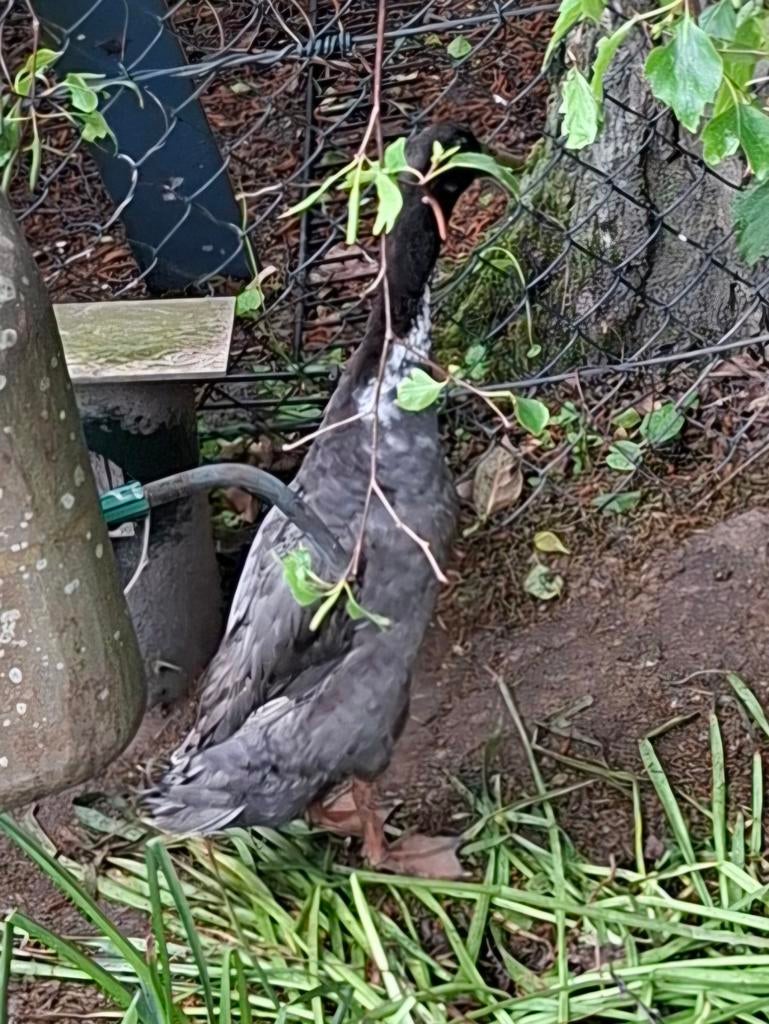 Loopeend man en 5 vrouwtjes ( 3 vrouwtjes gereserveerd), Dieren en Toebehoren, Pluimvee, Mannelijk, Eend