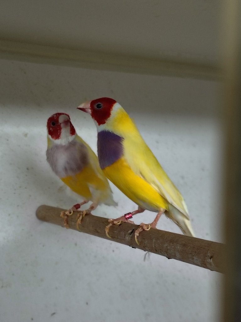 Pastel (geel) Gouldamadine, Dieren en Toebehoren, Meerdere dieren, Tropenvogel